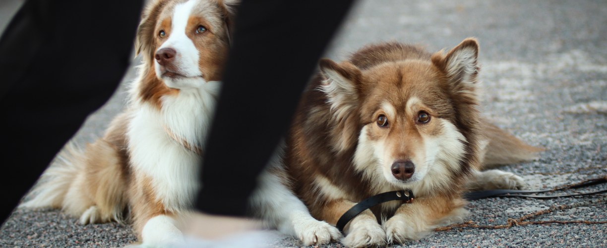 Vetcare ja koiran eroahdistus