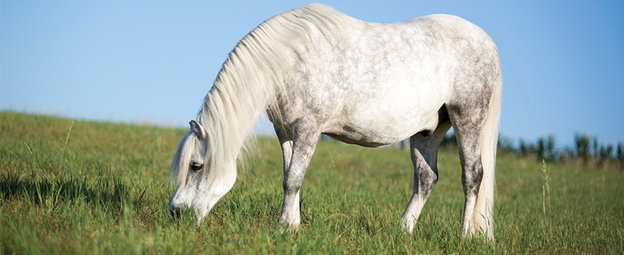 Hevosen sisäloiset ja madotus - Vetcare