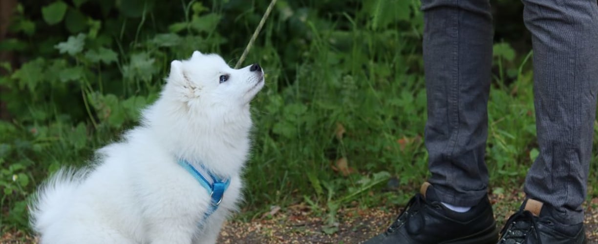 koiranpentu opettelee kävelemään hihnassa