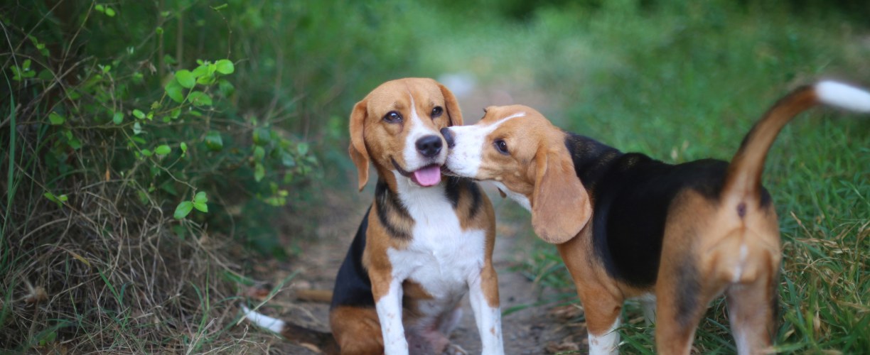 Vetcare ja Dechra tiedote Zenalpha rauhotteesta