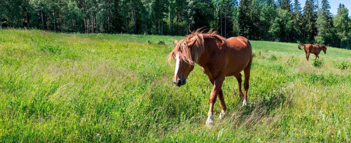 totuta hevonen turvallisesti vihreään nurmeen