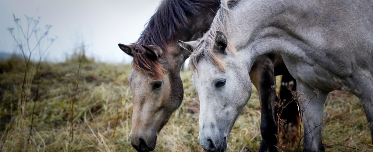 Hevosen sairaudet - vetcare