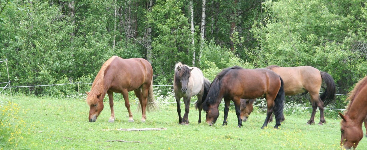 Hevosen aineenvaihdunnalliset sairaudet