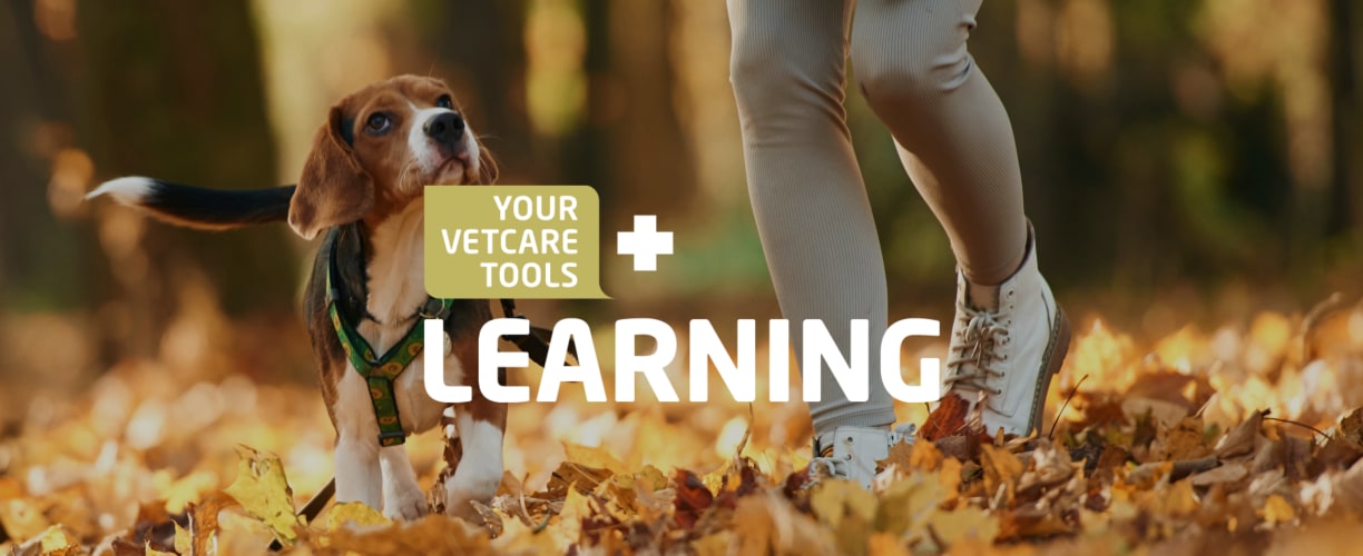 Webinaari: Koiran elekielen salat
