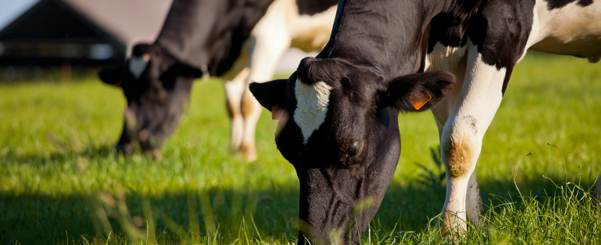 Vetcare as a forerunner in addressing mastitis and combating antibiotic resistance