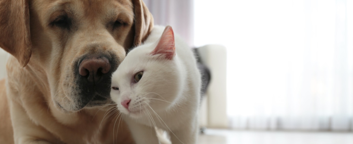 Vetcare TrisEDTA -korvahuuhde on poistunut valikoimasta