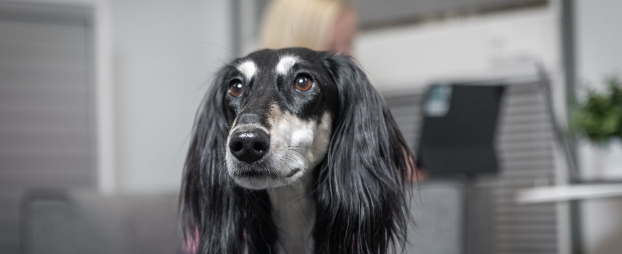 Vetcare animal wellbeing is created by human action
