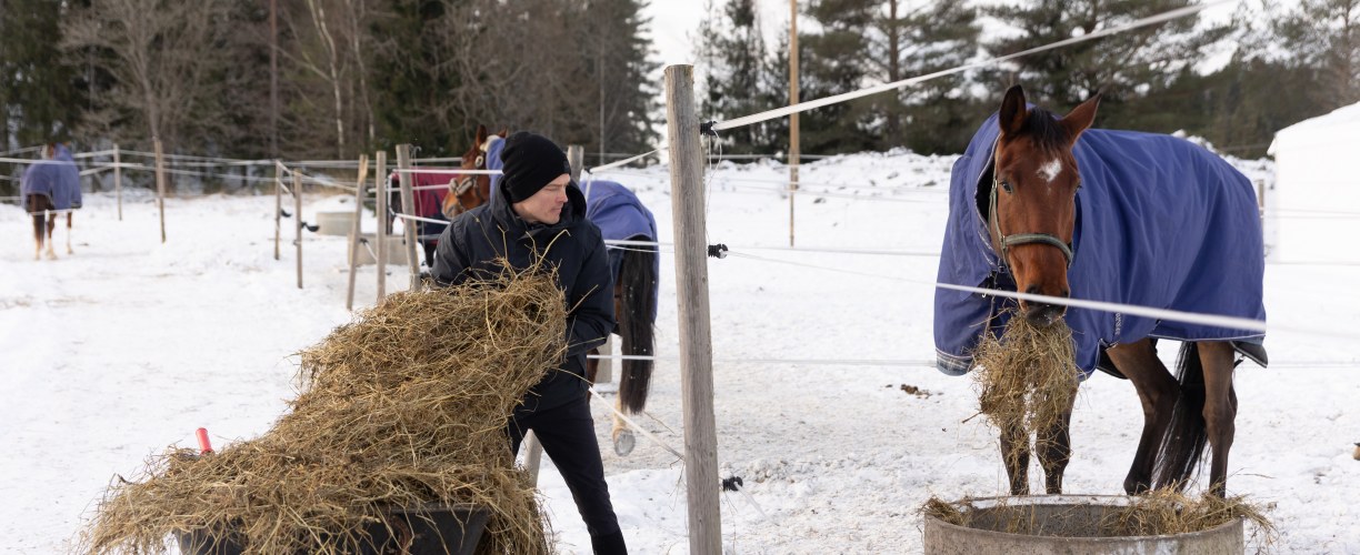 Hevonen syö hyvälaatuista heinää ulkona, mikä on tärkeä osa hevosen mahahaavan ennaltaehkäisyä.