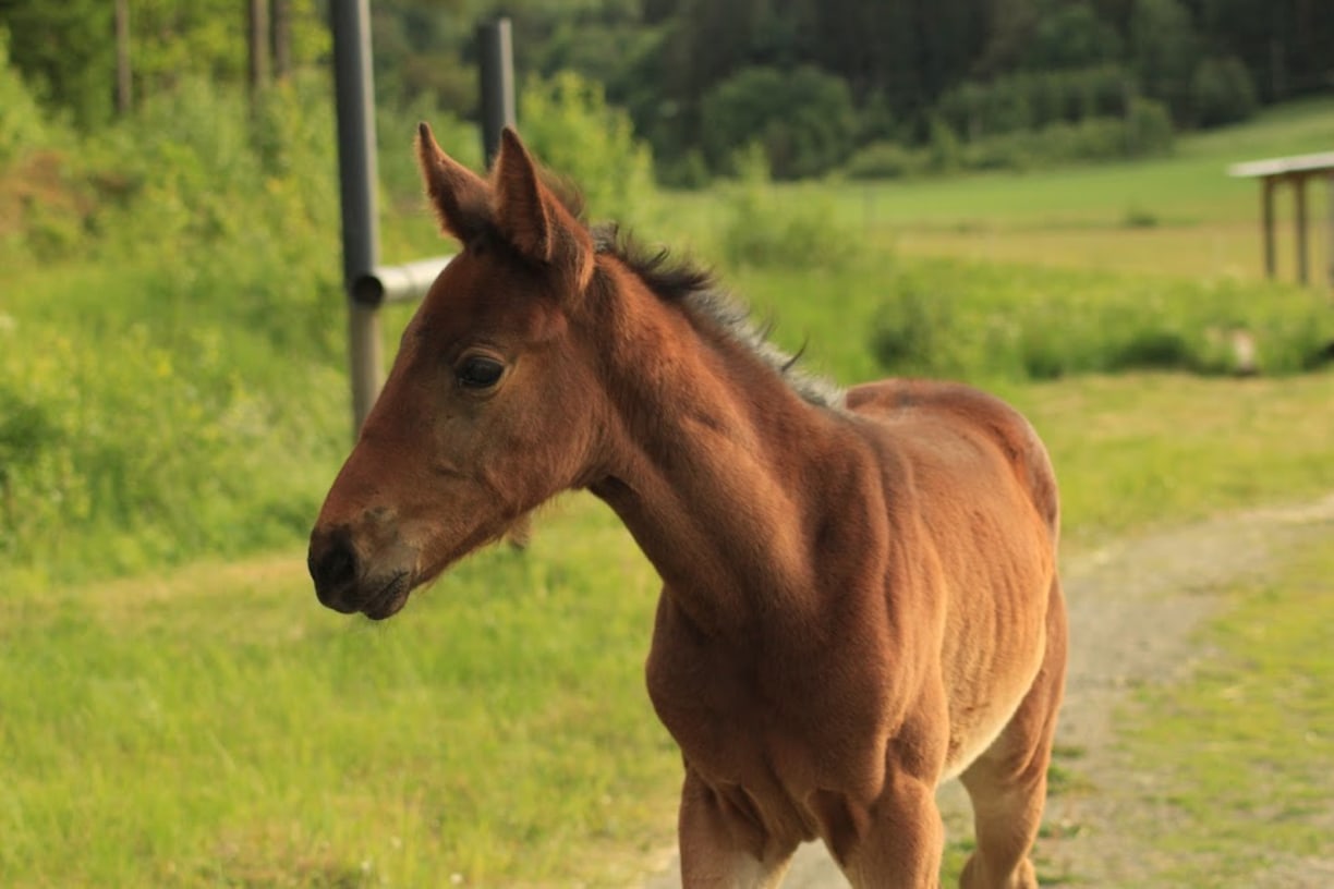 Varsan käsittely