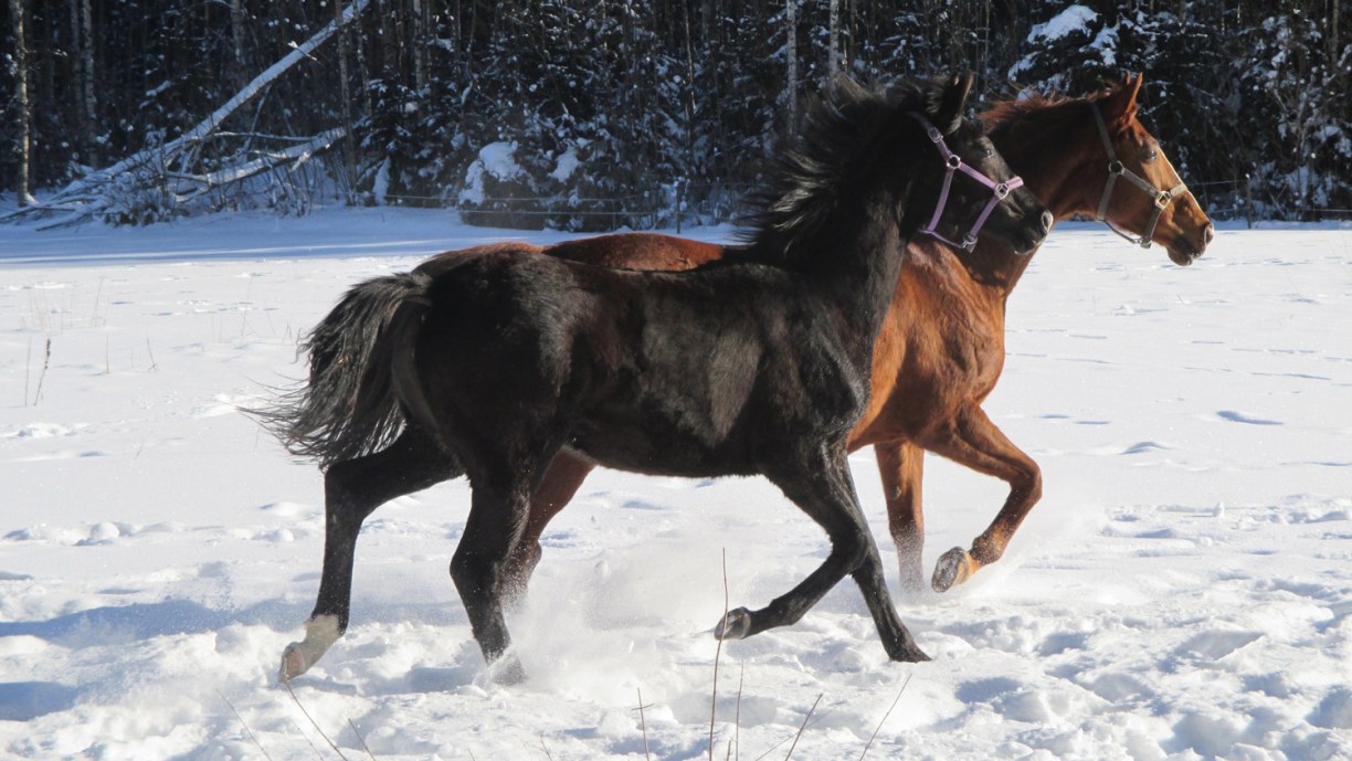 Tamma ja varsa talvella