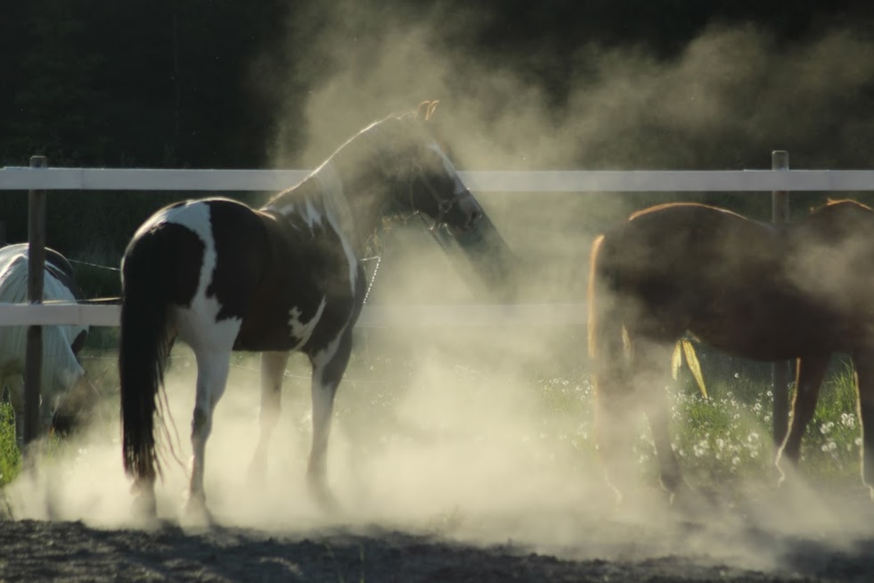 Hevosen yskä ja astma