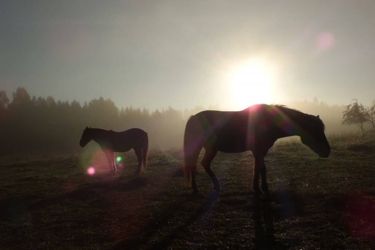 Hevoset, auringonnousu ja sumu