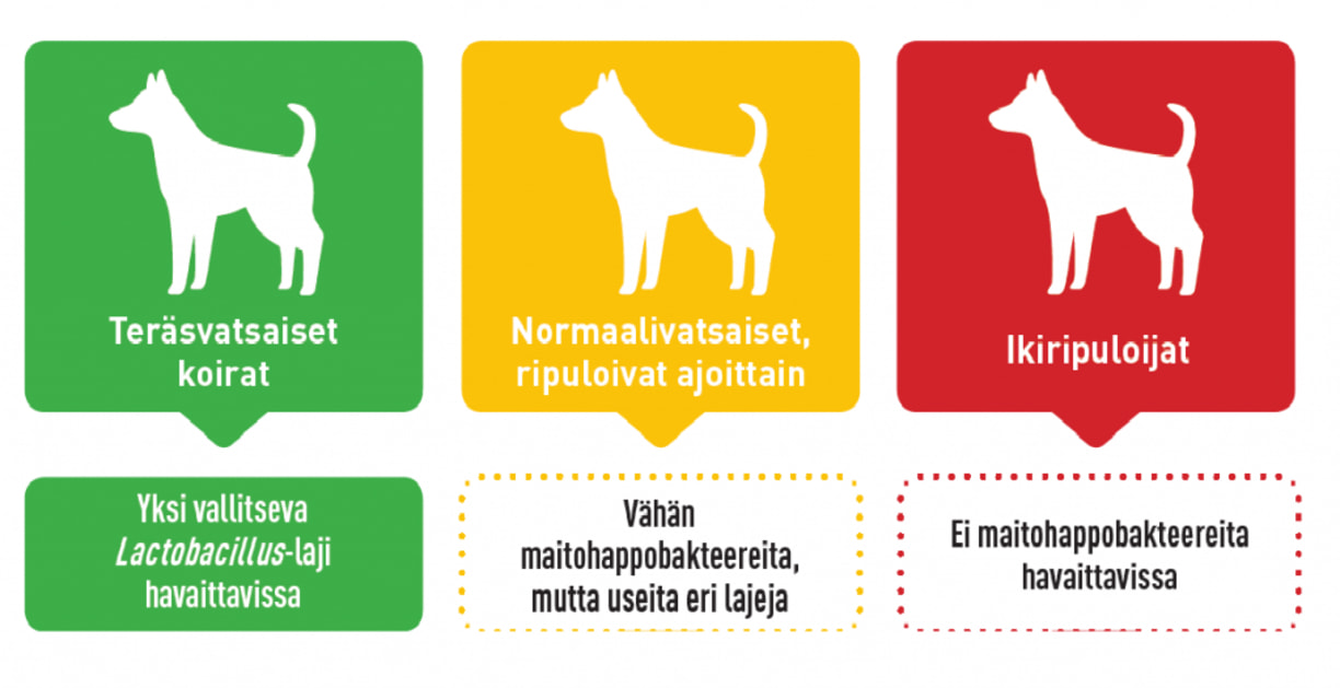 Infograafi kuvastaa teräsvatsaisen, normaalivatsaisen ja ikiripuloijan koiran eroja väreillä