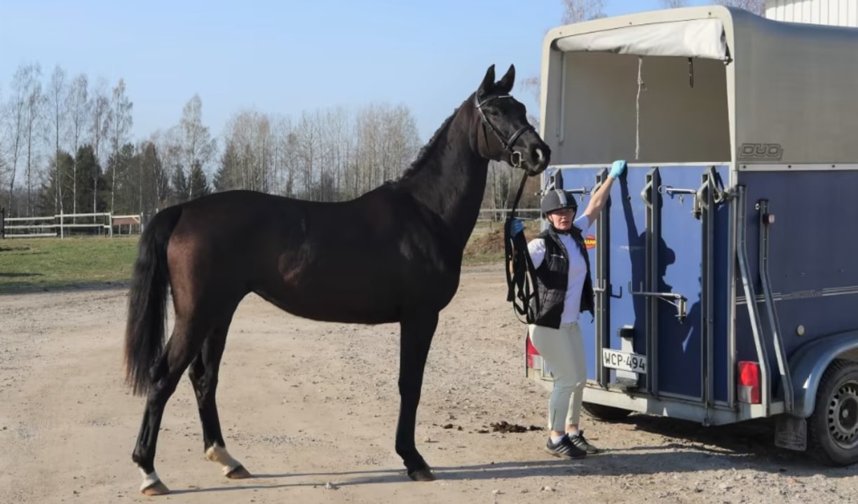 Hevosen kouluttaminen lastaustilanteessa