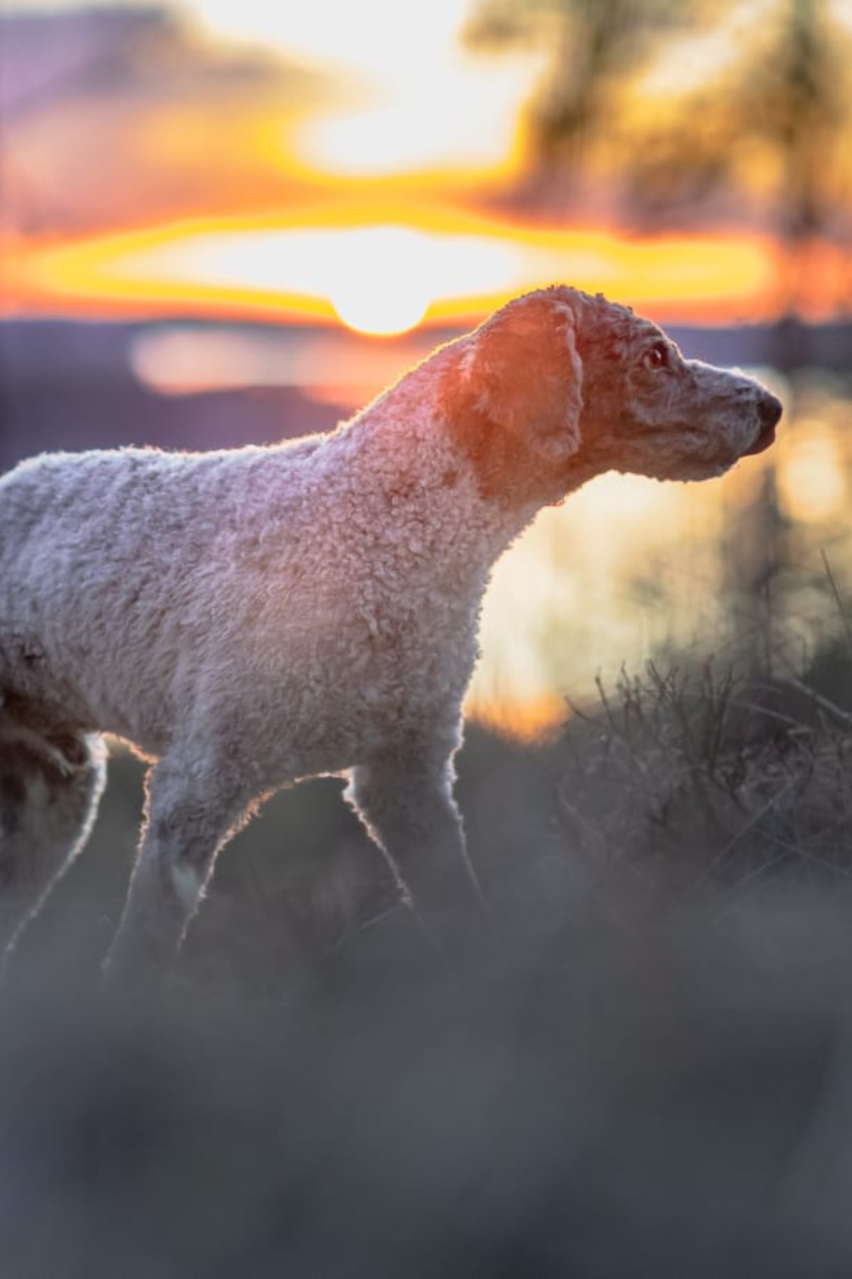 Gusto koira auringonlasku