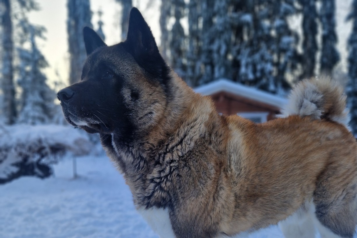 Koira pelkää raketteja
