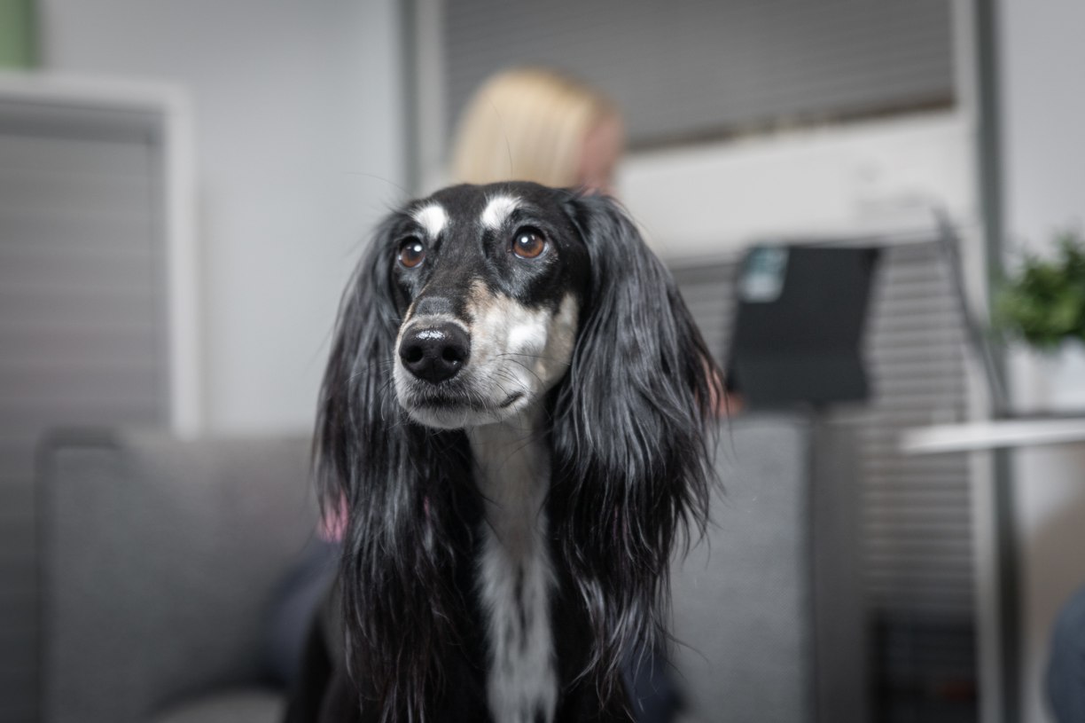 Vetcare eläinten hyvinvointi syntyy ihmisten teoilla