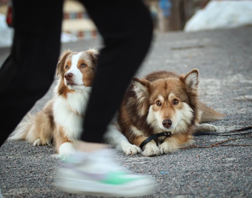 Vetcare ja koiran eroahdistus