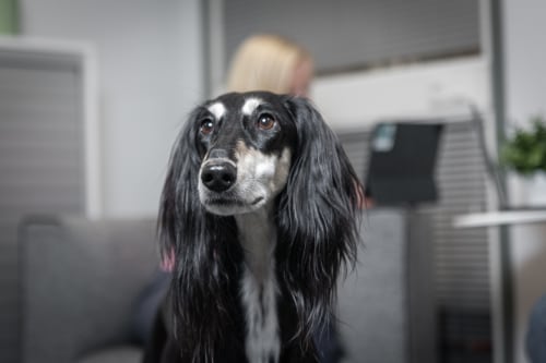 Vetcare eläinten hyvinvointi syntyy ihmisten teoilla