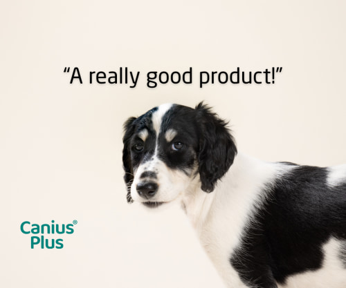 Canius Plus recommendation