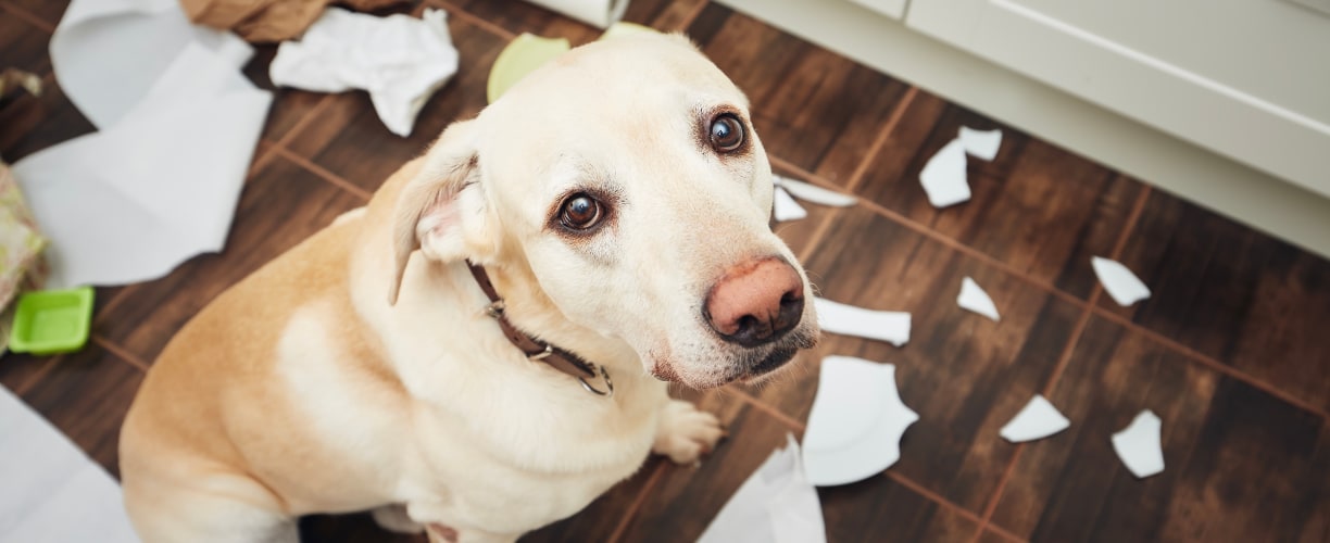 Koiran stressi ja sen oireet Vetcare