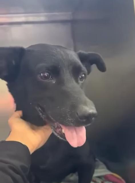 Perro encontrado en Cali