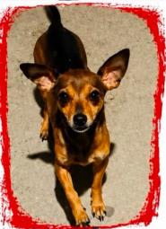 Perro perdido en Cali