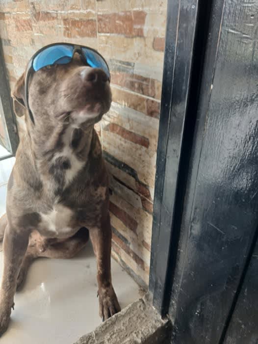 Perro perdido en Cali