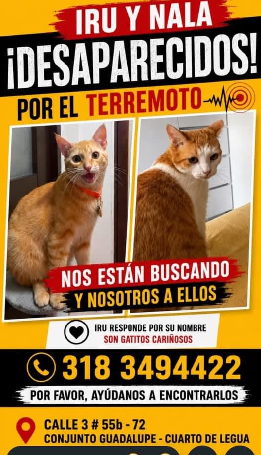 Gato perdido en Cali