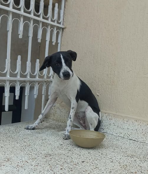 Perro perdido en Guabal Cra, Cali