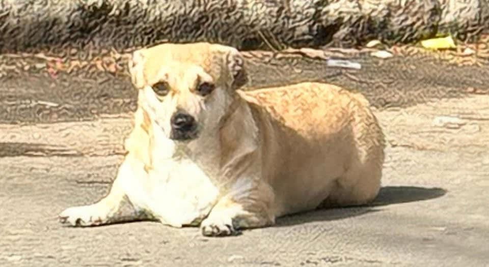 Perro perdido en Cali
