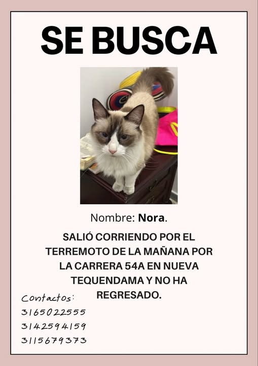 Gato perdido en Cali