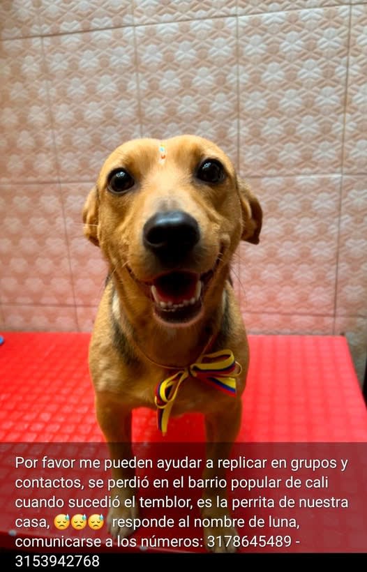 Perro perdido en Popular, Cali