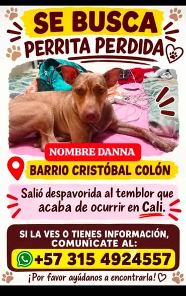 Perro perdido en Cristóbal Colón, Cali