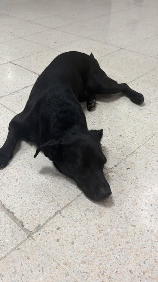 Perro perdido en Cali