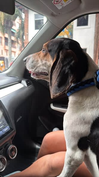 Perro perdido en Cali