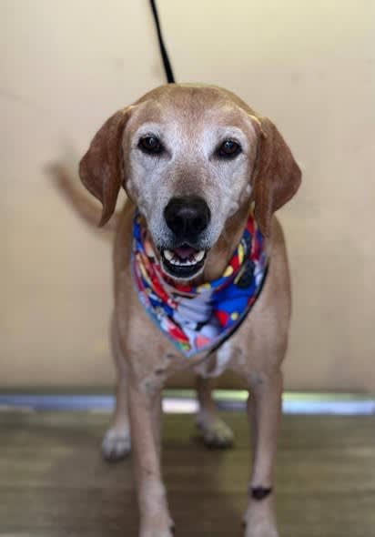 Perro perdido en Mariano Ramos, Cali