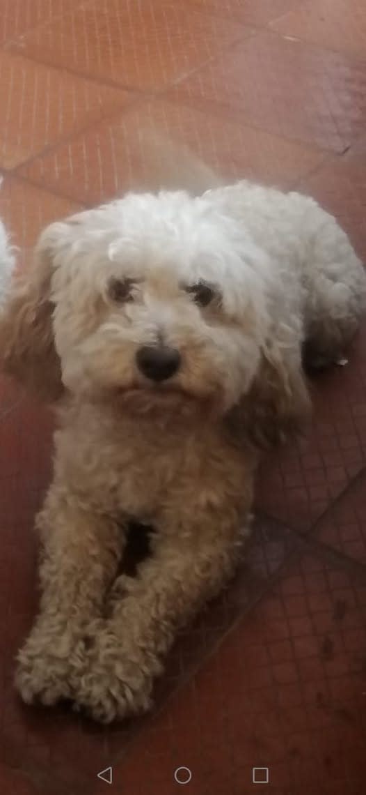 Perro perdido en Cali