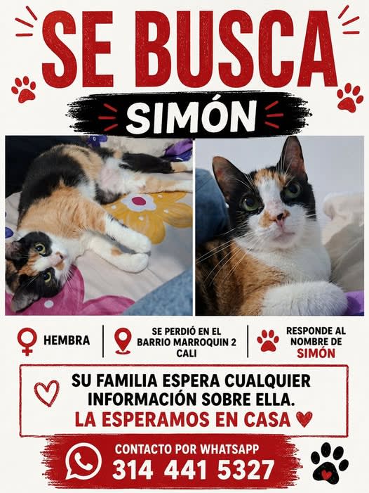 Gato perdido en Marroquin, Cali