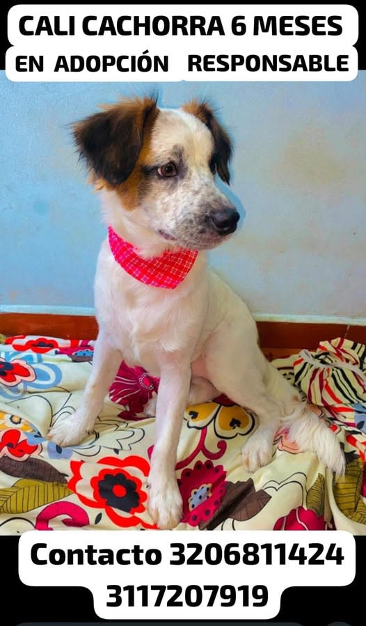 Perro perdido en Cali