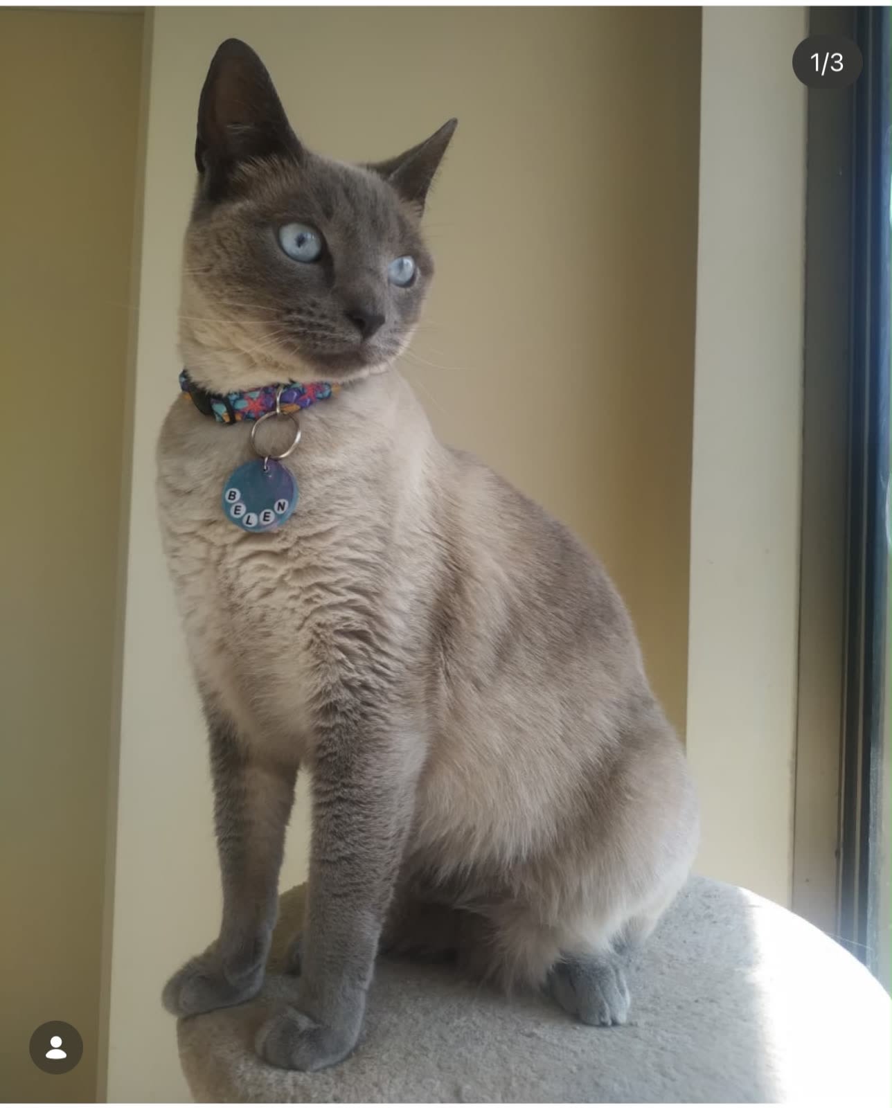 Gato encontrado en San Bernardo del viento, Manizales