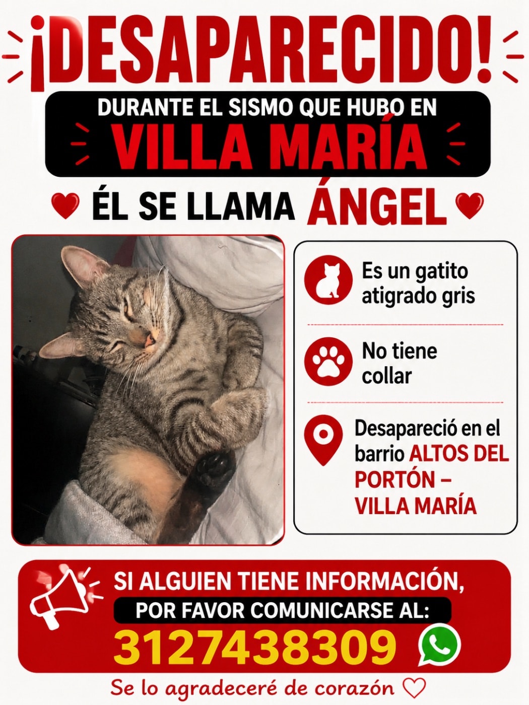 Gato encontrado en Altos del portón carrera 9 #10 a 85, Manizales