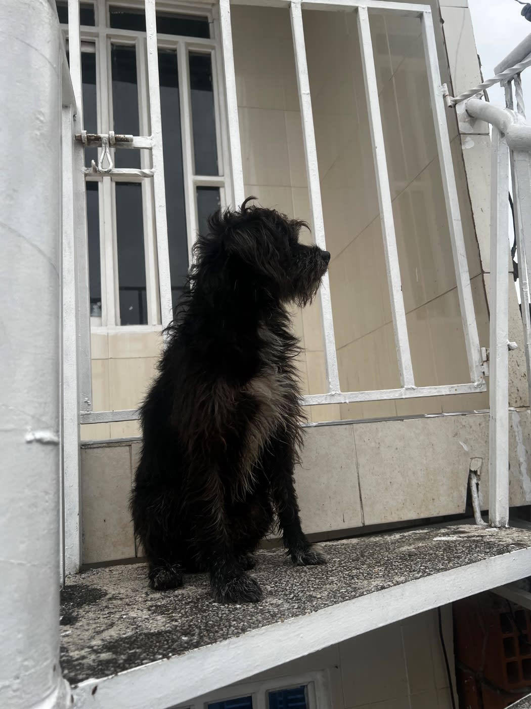 Perro encontrado en Antonio Nariño, Cali