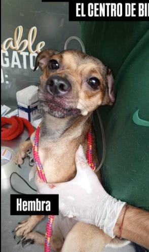 Perro encontrado en Cali