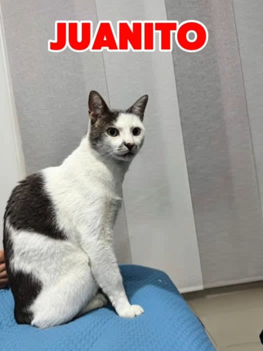 Gato perdido en Cali