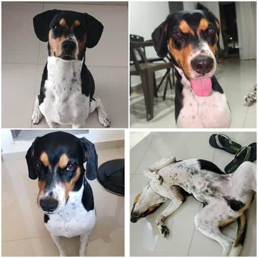 Perro perdido en Cali