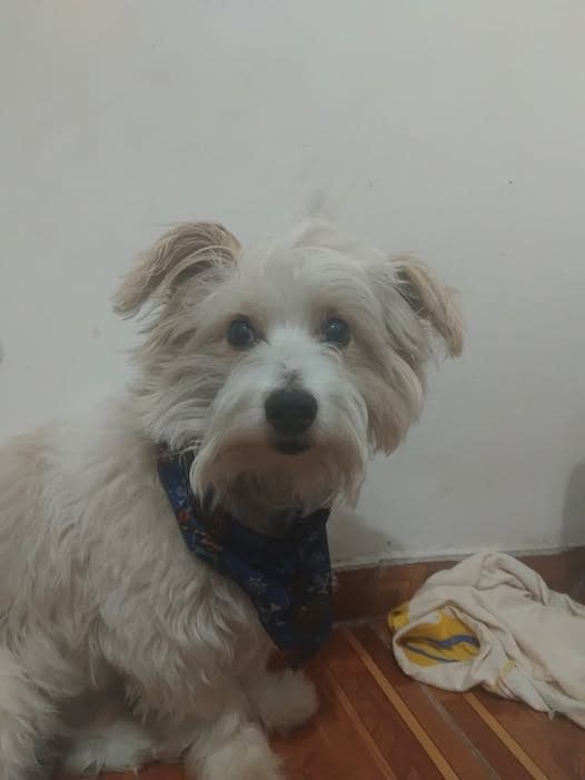 Perro perdido en Cali