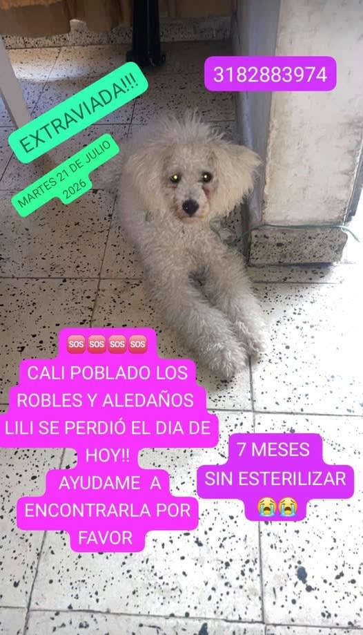 Perro perdido en Cali