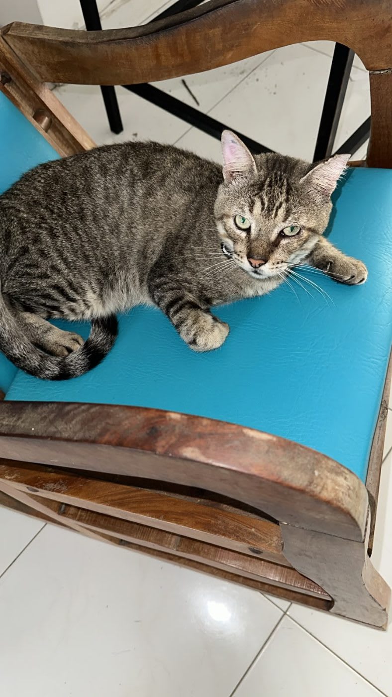 Gato encontrado en Calle 42, Montería