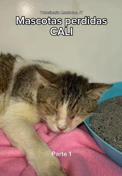 Gato encontrado en Cali